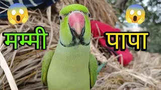 Thumbnail: Parrot talking mummy papa 😱मम्मी पापा बोलने वाला तोता 🥰parrot talking mummy mithu ko roti do