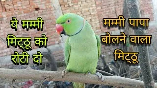 Thumbnail: मिट्ठू को रोटी दो😱Parrot talking mummy papa🥰mummy papa bolane wala Mitthu😍Parrot sound 🦜cute parrot