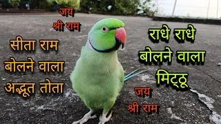 Thumbnail: Parrot talking sita-ram 😱parrot talking radhe radhe 🥰parrot talking mummy papa 😍जय श्री राम बोलूंगा🚩