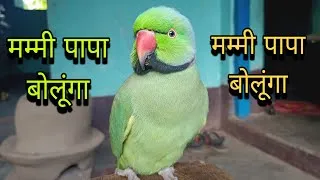 Thumbnail: मम्मी पापा बोलने वाला तोता 😱Parrot talking mummy papa 🥰Mithu mithu talking parrot 🦜bolne wale tota🦜✅