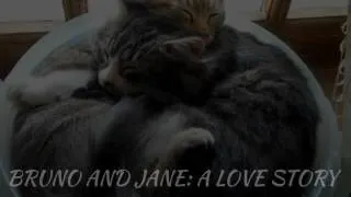 Thumbnail: THE MOST ROMANTIC VIDEO EVER (ft. Cats)