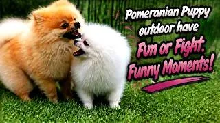 Thumbnail: Pomeranian Puppy outdoor Playing Fun or Fight. Funny Moments!