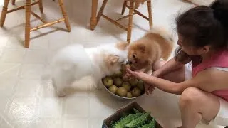 Thumbnail: Hilarious Pomeranians Reactions to Fruit Our Garden first time!.