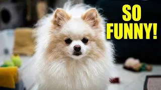 Thumbnail: The Most Ridiculous Pomeranian Puppy Moments | Funny Animals Compilation