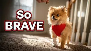 Thumbnail: Adorable pomeranian puppy on stairs crying!