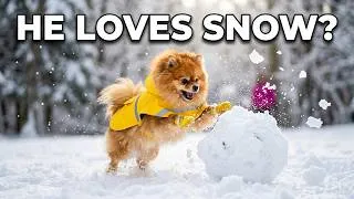 Thumbnail: Pomeranian's Snow Day Reaction Will Melt Your Heart! Cute Dog.