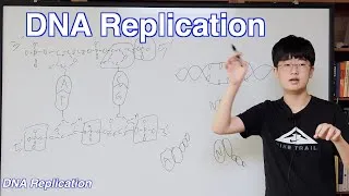 Thumbnail: [Eng] DNA Replication