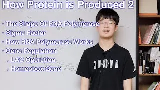 Thumbnail: [Eng] How We Are Made 2 (Gene Regulation)