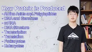 Thumbnail: [Eng] How We Are Made (Protein Production)