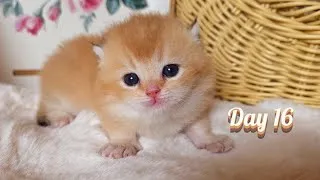 Thumbnail: He Heard My Voice... and Actually Answered Back! 🥹 | Cat ASMR