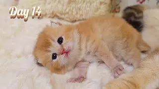 Thumbnail: Fidgety Golden Kitten Meows at Mom & Struggles to Walk! 🥹