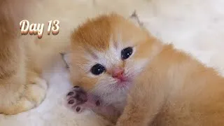 Thumbnail: Uno Meows Beside Mom & Tries Holding Its Head Up | Cattery Vlog