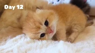 Thumbnail: Uno’s Transformation: First timid steps at 12 days old 🐾