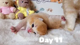 Thumbnail: Kitten Uno Finally Opened His Eyes! 🥺❤️