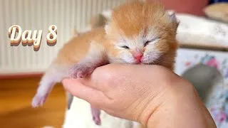 Thumbnail: Look at him now! 😍 8-day-old miracle kitten Uno