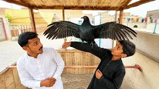 Thumbnail: Quail ko hand tamed kerlia 😍