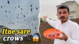 Thumbnail: Crows ko trap kerlia 🤣 Boht sare crows agaye 😱
