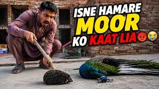 Thumbnail: Hamare moor ko kisi zehreeli cheez ne kaat lea😰 Tehseen vlogs