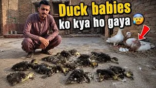 Thumbnail: Hamare duck babies mar gaye 😰 Boht bara nuksaan ho gaya 