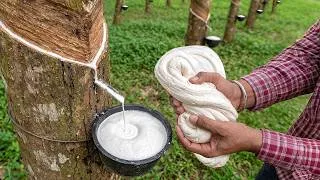 Thumbnail: Amazing Way Natural Rubber Latex is Extracted From Trees