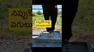 Thumbnail: కెనడాలో నిప్పుకోడి ఫార్మ్ #fyp #ytshorts