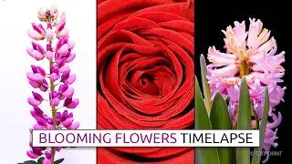 Thumbnail: Mesmerizing Blooming Flowers Time-lapse - Mozart: Eine kleine Nachtmusik