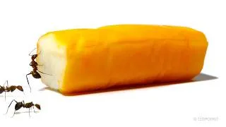 Thumbnail: Ants vs Surimi Stick Timelapse