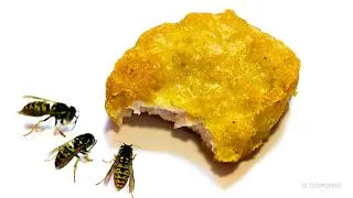 Thumbnail: Wasps vs Chicken Nugget Timelapse