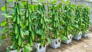 Thumbnail: Anyone Can Grow Cucumbers at Home — Get Bigger, Sweeter Cucumbers Even in Plastic Containers