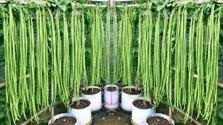 Thumbnail: How to Grow Beans in Plastic Pots — Huge Harvests From One Container