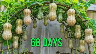 Thumbnail: The Secret To Growing Butternut Squash On Your Balcony – Lots Of Sweet, Flavorful Squash
