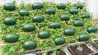 Thumbnail: The Secret To Growing Watermelons On Your Balcony - Lots Of Delicious, Sweet Fruit