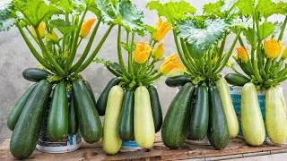 Thumbnail: Anyone Can Grow Zucchini At Home | Grow Zucchini That Are Plentiful And Bigs