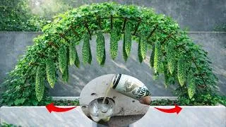Thumbnail: Secrets To Growing Bitter Melon In Plastic Pots For Year-Round Harvest | Using Beer As Fertilizer