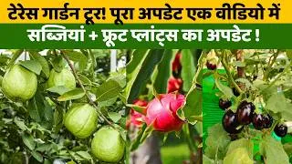 Thumbnail: टेरेस गार्डन टूर | सब्जियों और फ्रूट प्लांट्स का पूरा अपडेट | Terrace Garden Tour 2026