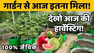 Thumbnail: देखो आज क्या-क्या तोड़ा गार्डन से! | सब्जियों और फलों की भरपूर हार्वेस्ट | टेरेस गार्डन टूर