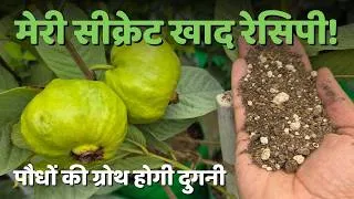 Thumbnail: मेरी सीक्रेट खाद रेसिपी जो पौधों को फ्रूट से भर देगी! घर पर बनाएं ऑर्गेनिक खाद, My Secret Fertilizer