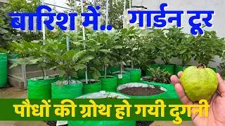 Thumbnail: बारिश में पौधों की ग्रोथ हो गई दुगनी! मानसून गार्डन टूर और पौधों का अपडेट 2026