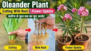 Thumbnail: Oleander Cutting | Oleander Grow From Cuttings | Kaner Ki Cutting Kaise Lagaye | Kaner | Oleander