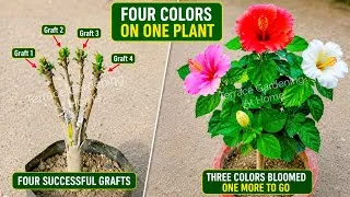 Thumbnail: Hibiscus Multiple Grafting | 4 Colors on 1 Plant | Full Grafting Process | 100% Success