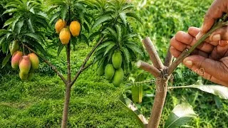 Thumbnail: Mango Grafting 3 Different Mango Varieties on Single Tree | Side Grafting Method #mango #grafting
