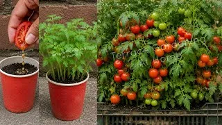 Thumbnail: From Tomato to Tomato Plants Loaded with Tomatoes! 🍅🌱 | Grow Tomatoes from Seeds To Harvesting