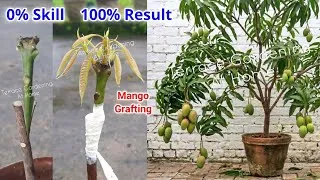 Thumbnail: Mango Grafting 100% Result 0% Skill | Mango Grafting Never Fail Easy Method #mangografting #mango