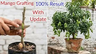 Thumbnail: Mango Grafting Easy Method 100% Result | How To Grafting Mango Plant | At Home #grafting #mango