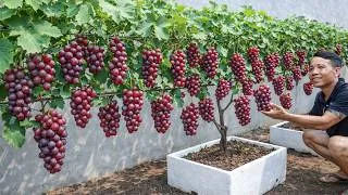 Thumbnail: Anyone Can Grow Grapes at Home | A Simple Way to Grow Sweet, High-Yielding Grapes