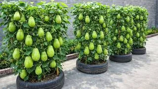 Thumbnail: Old Tires, Chayote Harvest – How To Grow Chayote For 10X Bigger Harvests