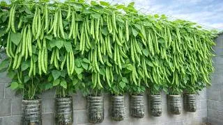 Thumbnail: Rooftop Green Bean Growing - Easy Tips For Huge Harvests On A Budget