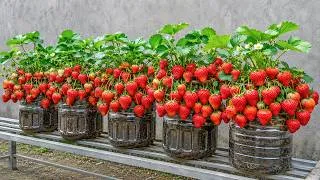 Thumbnail: I Grew Strawberries In Plastic Bottles And Harvested An Unexpectedly Bountiful Crop