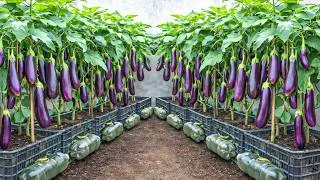 Thumbnail: Old Plastic Containers, Large Eggplants: How To Easily Grow Super-Yielding Eggplants At Home