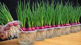 Thumbnail: Tips for growing green onions in plastic containers for extremely high yields and low costs